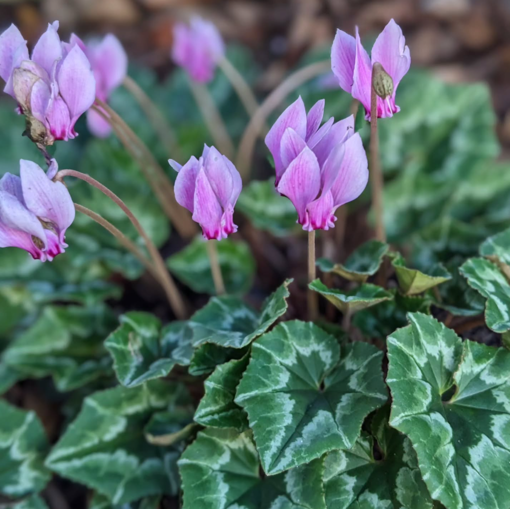 Cyclamen hederifolium Cyclamen hederifolium