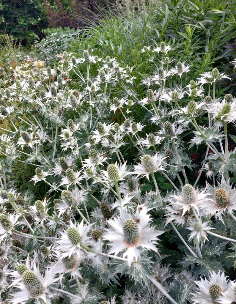 Eryngium giganteum 'Miss Wilmott's Ghost' at Great Comp, covered in pollinators Eryngium giganteum 'Miss Wilmott's Ghost' at Great Comp, covered in pollinators