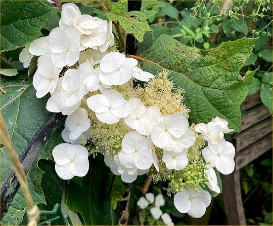 Hydrangea quercifolia (oakleaf Hydrangea), July 2025