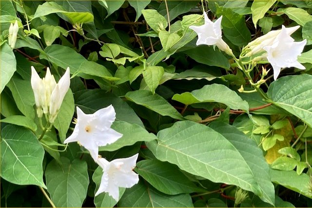 Mandevilla laxa (Chilean jasmine), July 2025