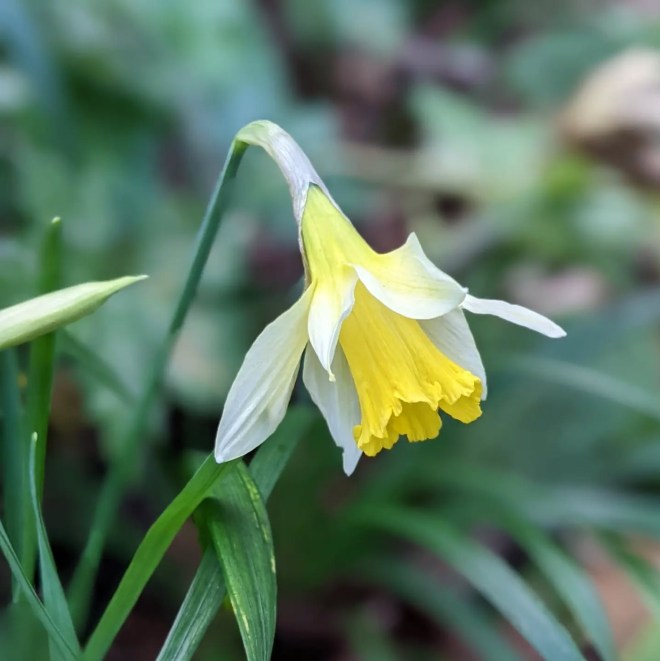 Narcissus pseudonarcissus Narcissus pseudonarcissus