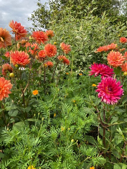 A typical Dixter combination of orange and pink, set off by the Cornus behind. Great Dixter, July 2025
