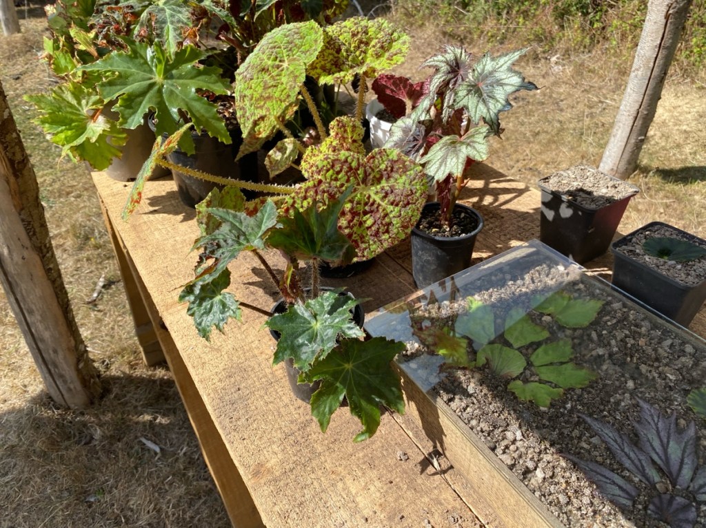 Demonstration of Begonia propagation. 
Great Dixter, July 2025