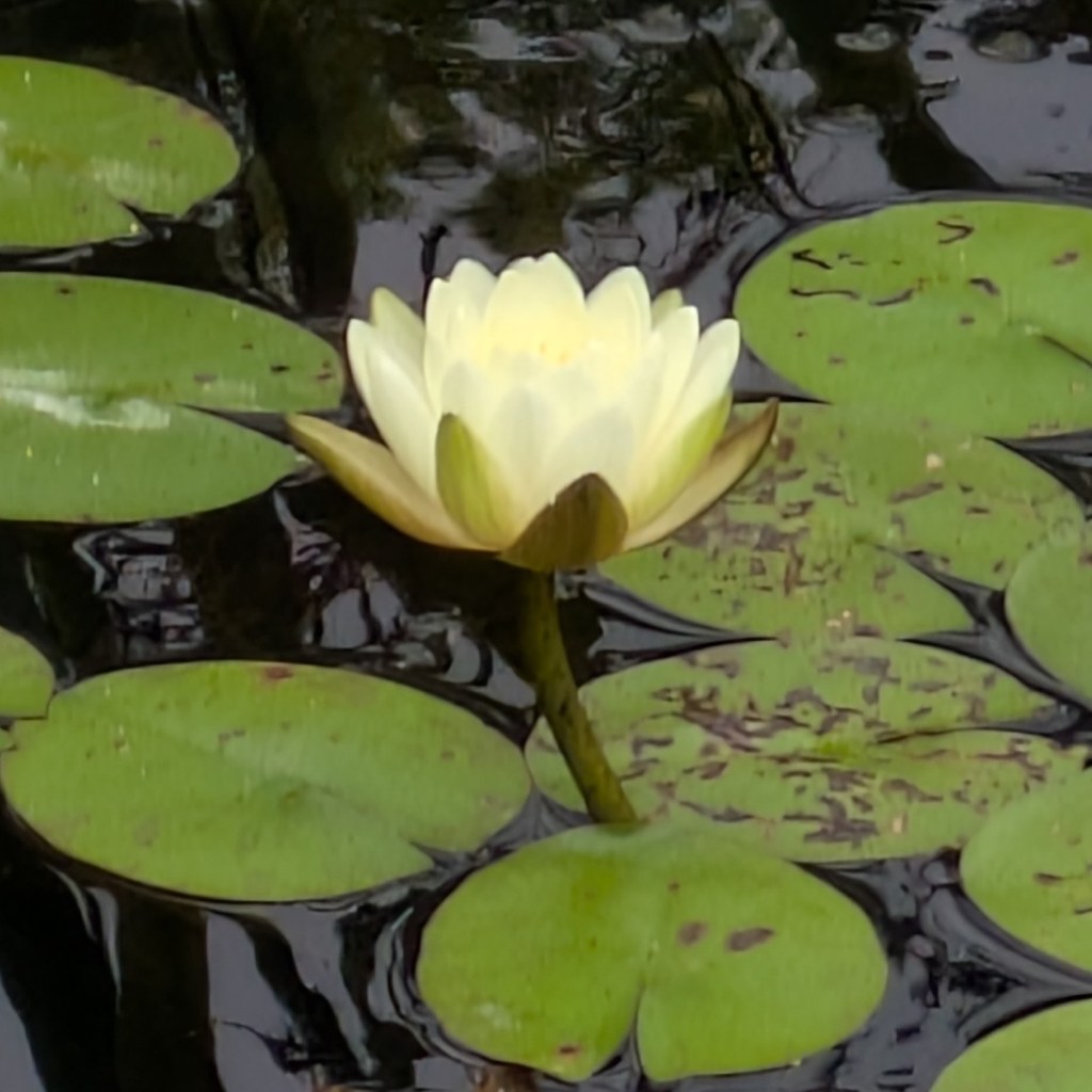 Waterlily. Old English Garden, Battersea Park, July 2025