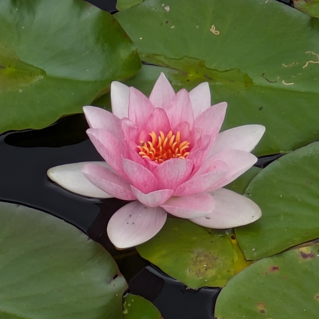 Waterlily. Old English Garden, Battersea Park, July 2025