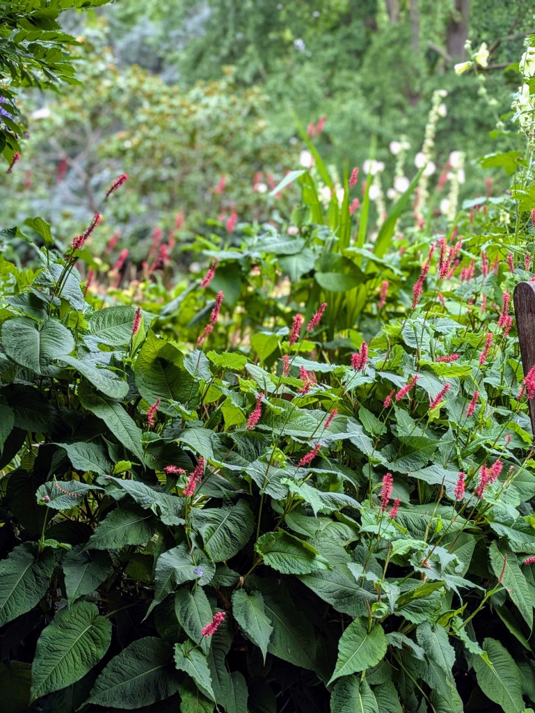 Persicaria. Old English Garden, Battersea Park, July 2025