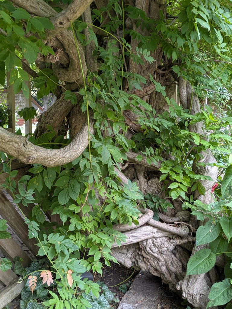 Wisteria trunk. Old English Garden, Battersea Park, July 2025