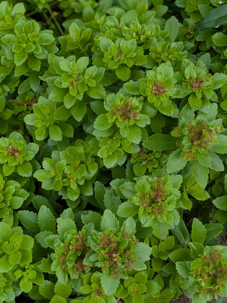 Ground cover.
Old English Garden. Battersea Park, July 2025
