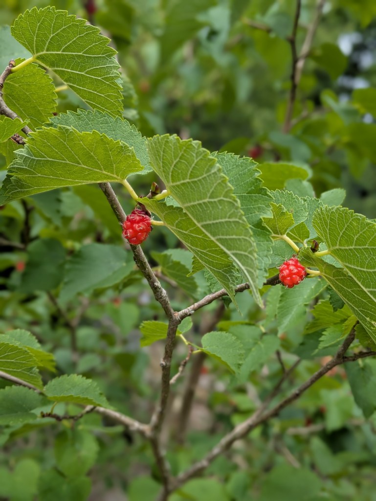Mulberries. Thrive Herb Garden, Battersea Park, July 2025