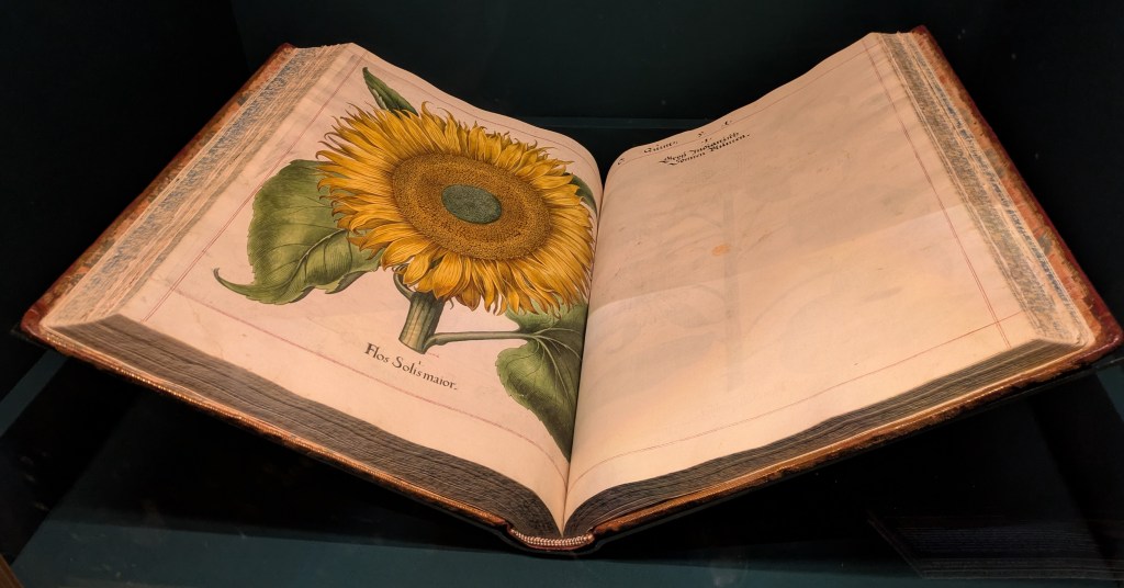 A page from Hortus Eystettensis, 1613, depicting plants from the Prince-Bishop of Eichstatt's garden in Bavaria. 
Unearthed exhibition at the British Library, 2025