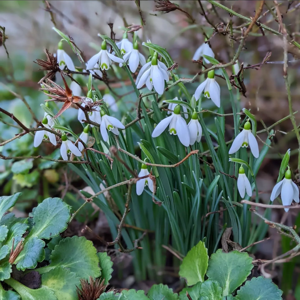 Galanthus nivalis - snowdrop Galanthus nivalis - snowdrop