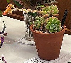 Flowering succulent. July 2025 Show Table