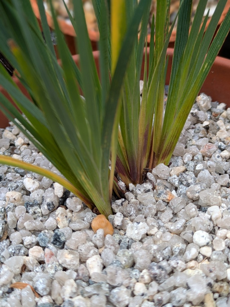 Top dressed Sisyrinchium pot