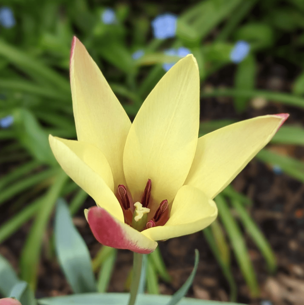 Tulipa clusiana 'Cynthia' (like 'Peppermint Stick' but soft yellow instead of white) Tulipa clusiana 'Cynthia' (like 'Peppermint Stick' but soft yellow instead of white)