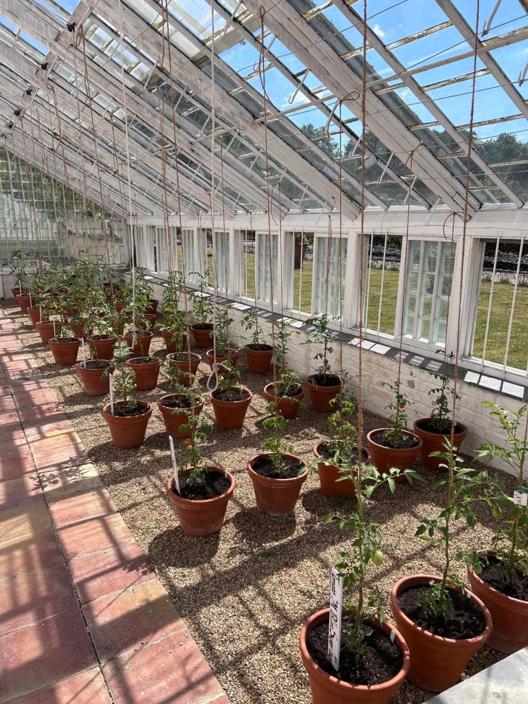 The working glasshouse. Audley End, July 2025