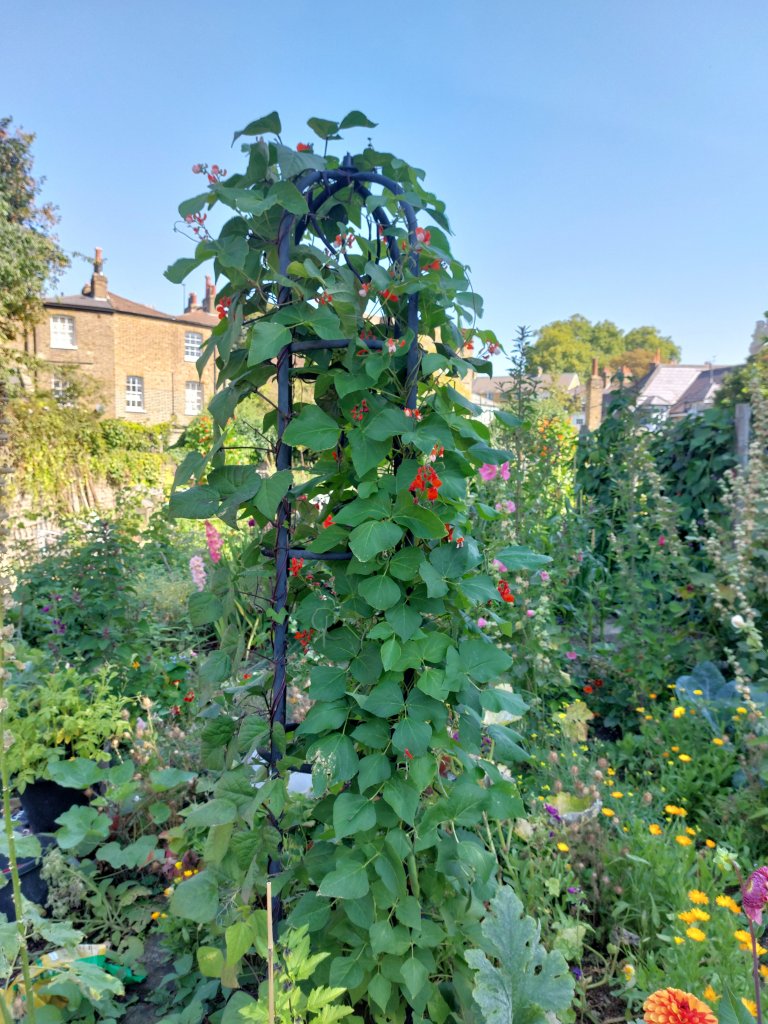These beans have reached the top of their supports and need pinching out.