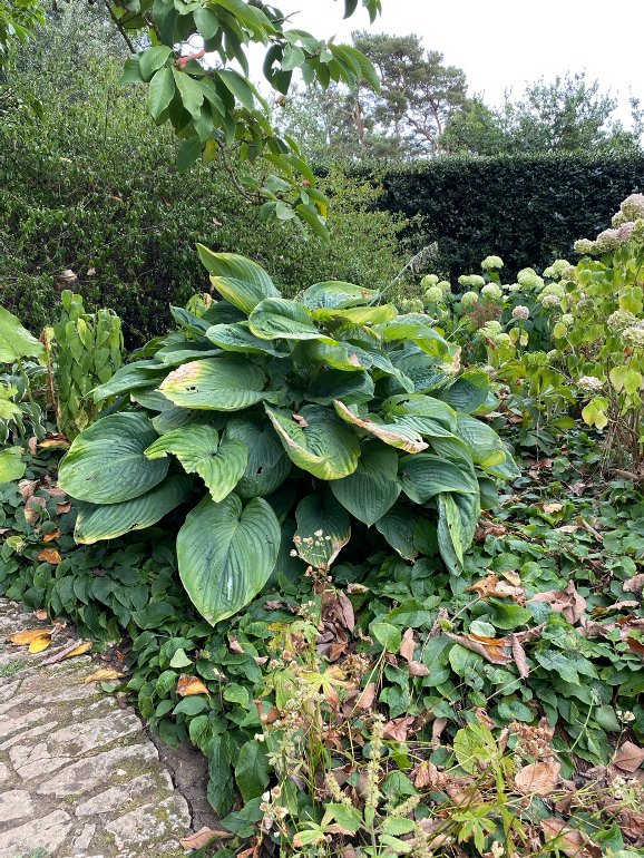 Hosta 'Empress Wu', Hidcote August 2025