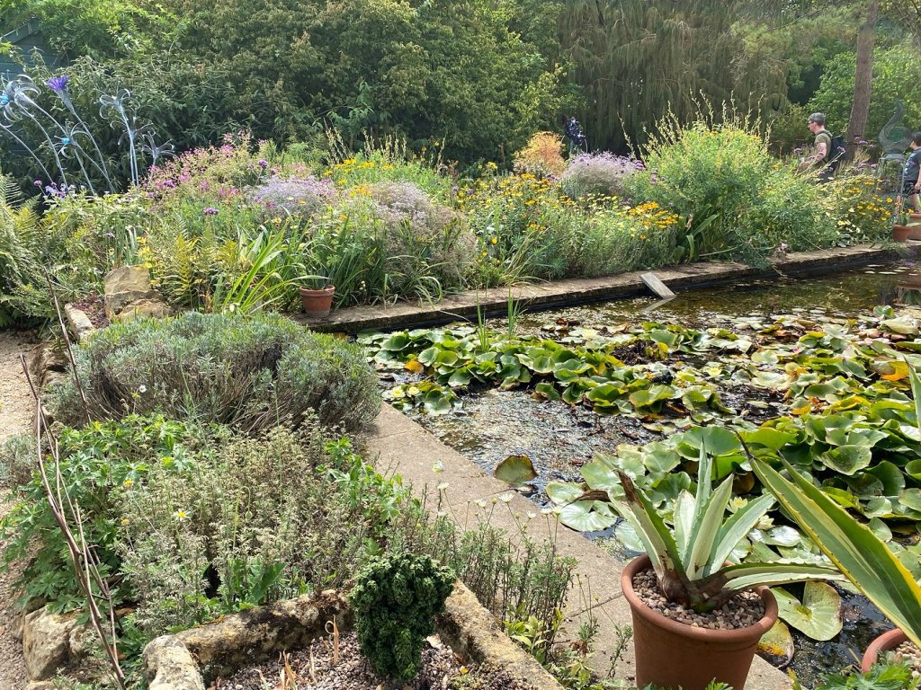 Lily Pond, Hidcote August 2025