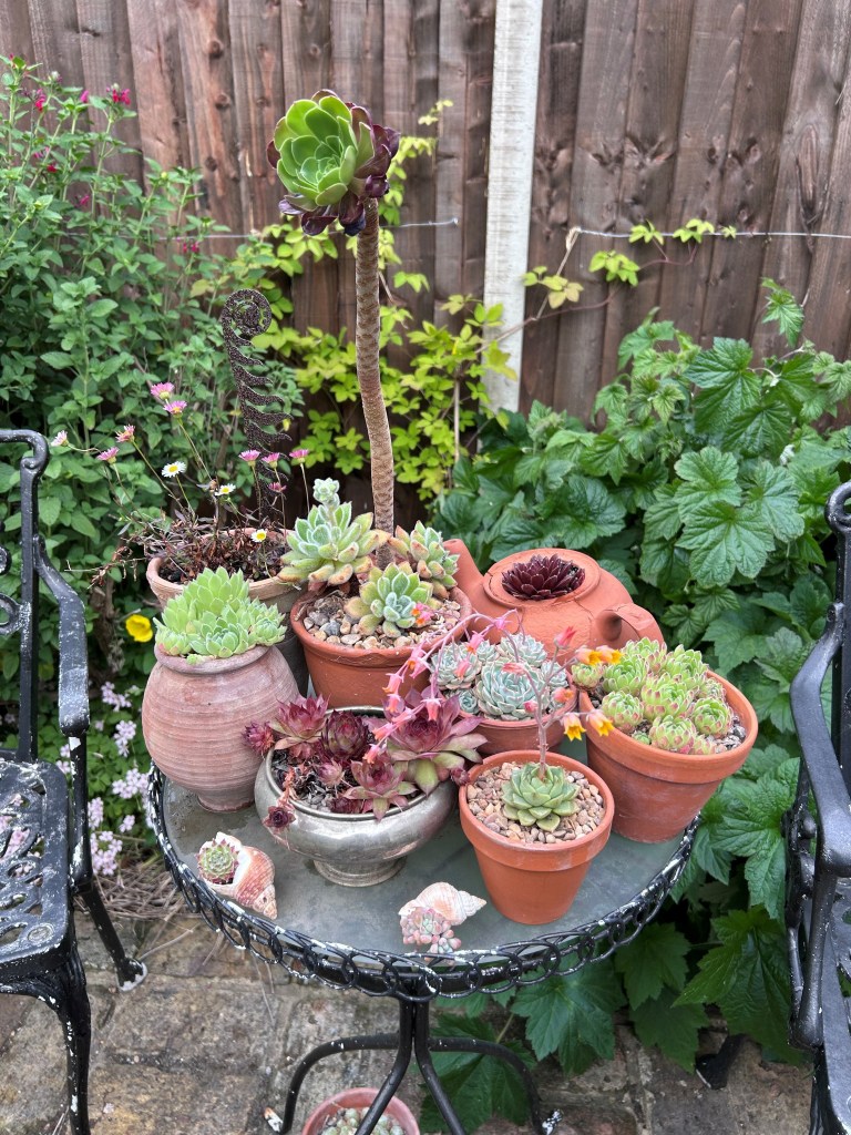 Class 17 2025: a display of plants on a table
