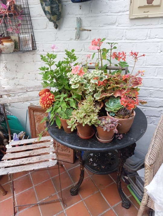 Class 17 2025: a display of plants on a table (Highly Commended)