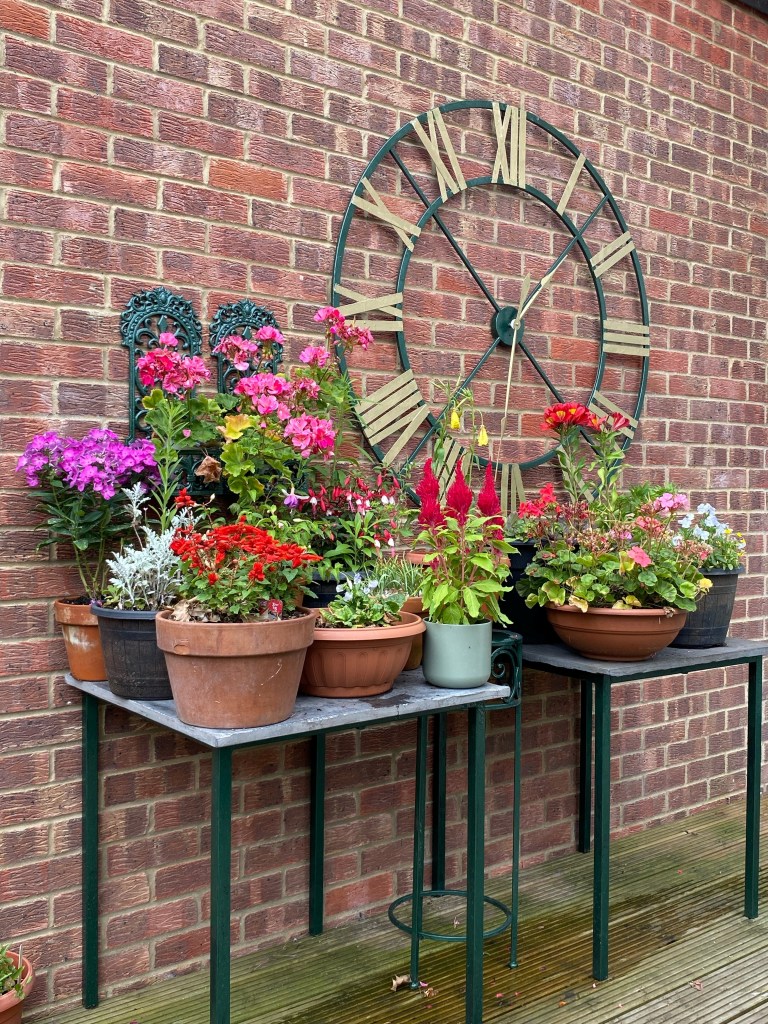 Class 17 2025: a display of plants on a table (Highly Commended)