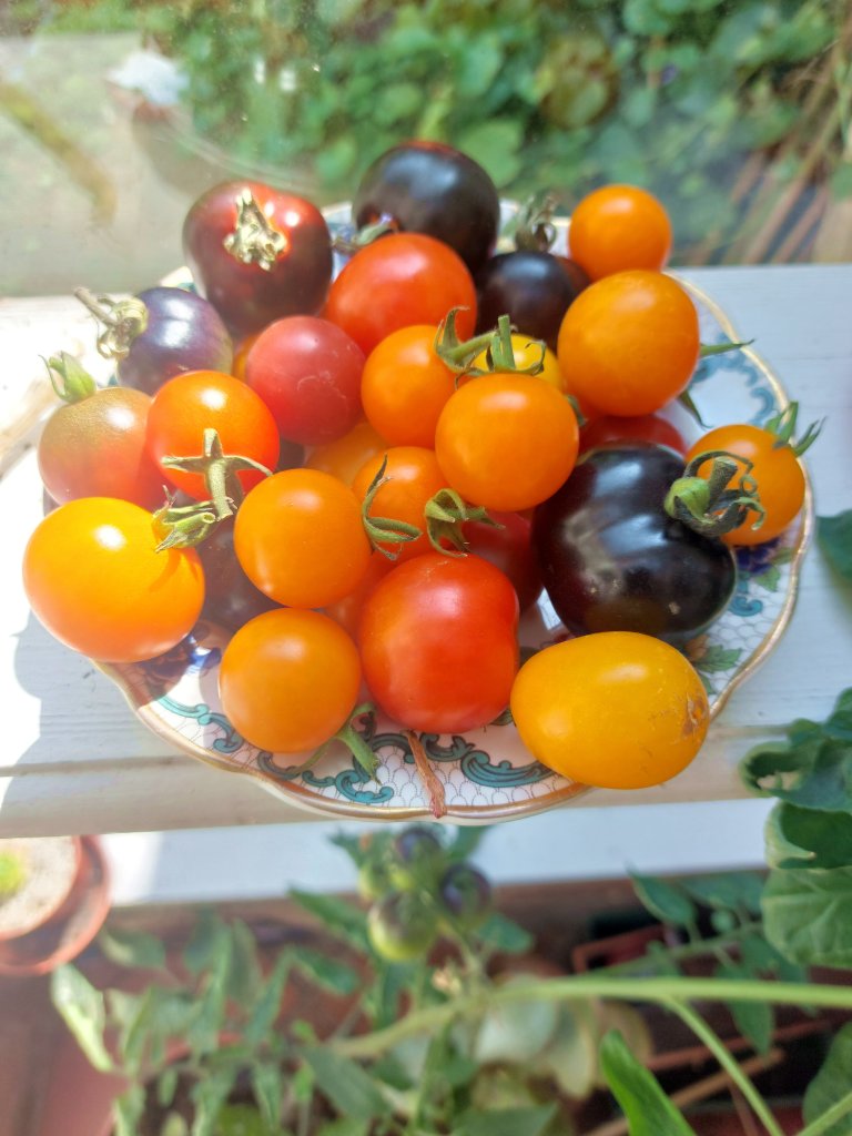 Tomatoes ripening on a window sill.