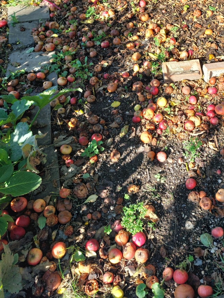 Windfall apples for the birds