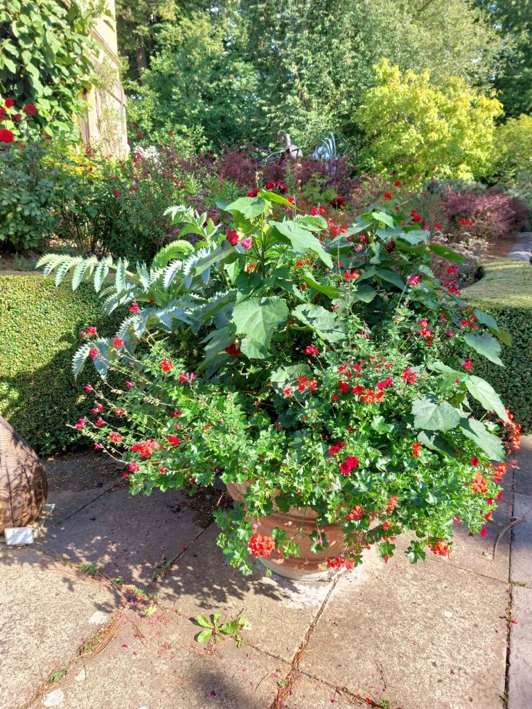 Pot with Melianthus major and red Salvias, amongst others. Kiftsgate, August 2025