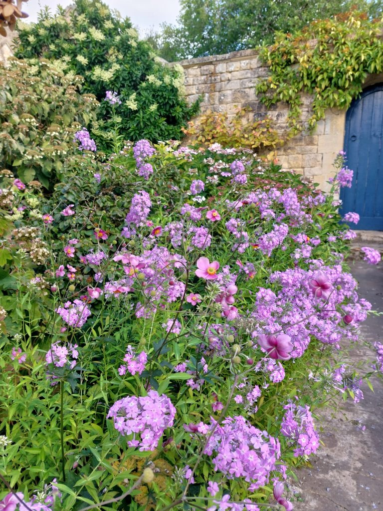 Huge bed of mauve Phlox. Kiftsgate, August 2025