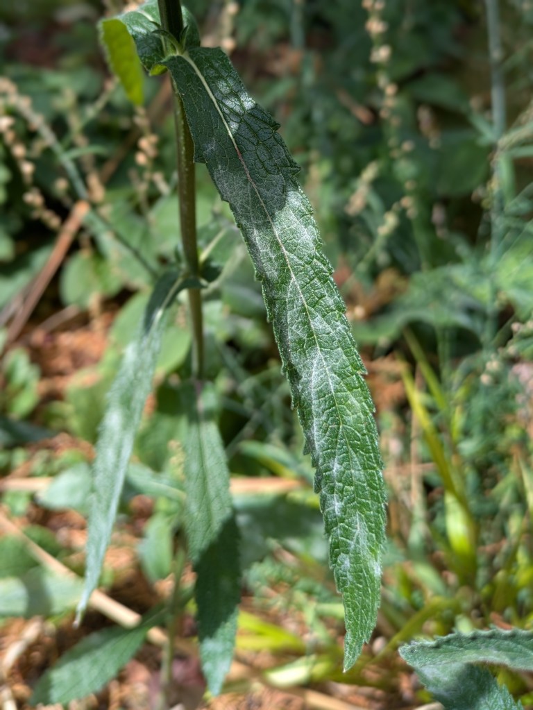Powdery mildew on Verbena bonariensis