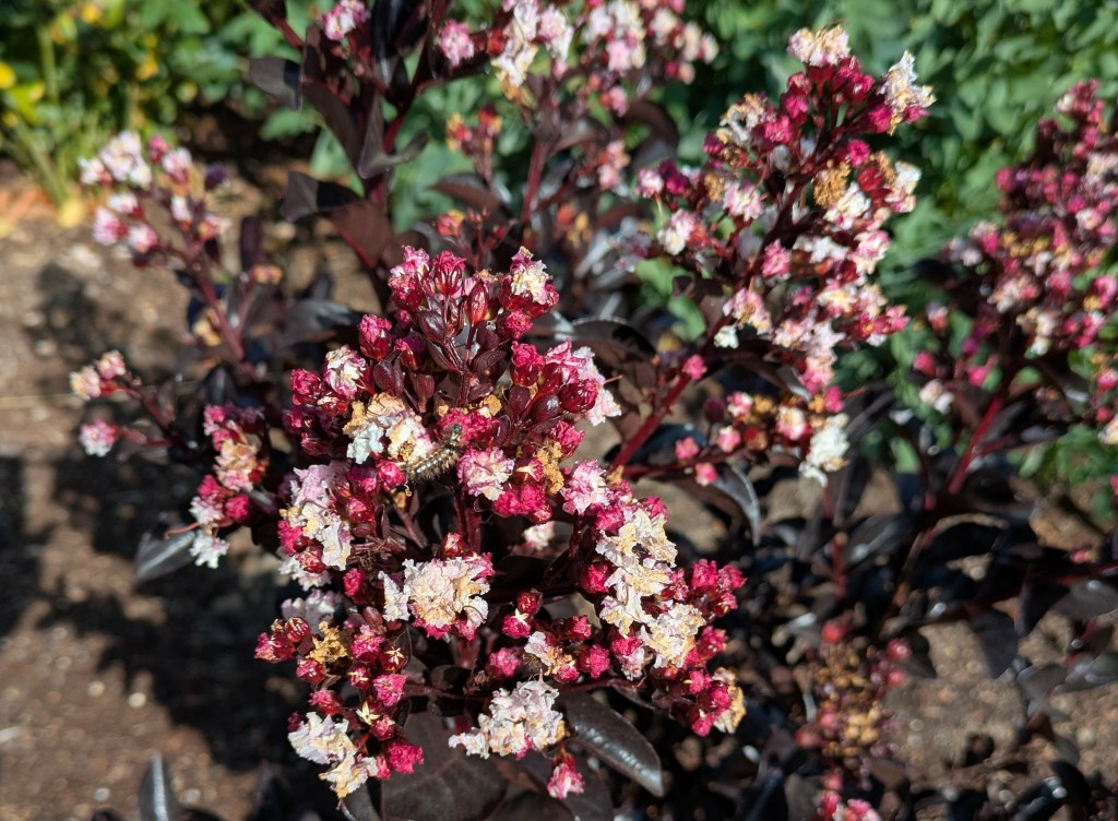 Lagerstroemia. Greenwich Park, September 2025