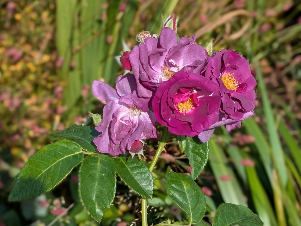 Roses. Greenwich Park, September 2025