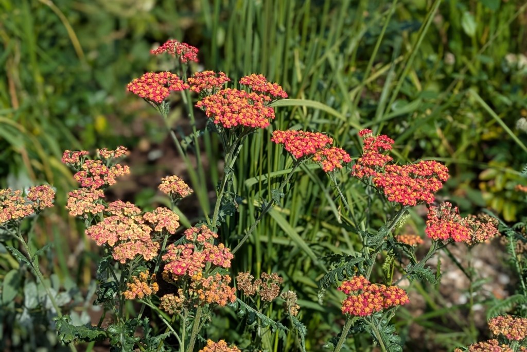 Achillea. Greenwich Park, September 2025