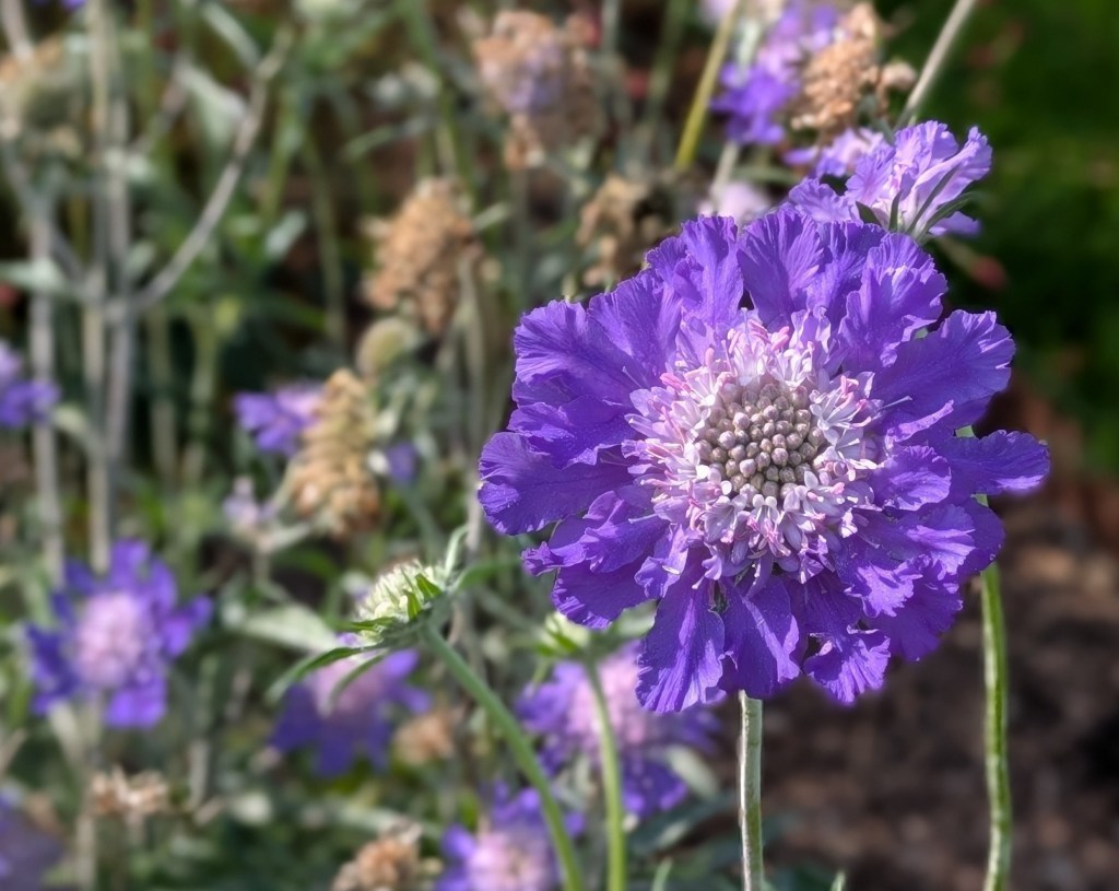 Scabious. Greenwich Park, September 2025