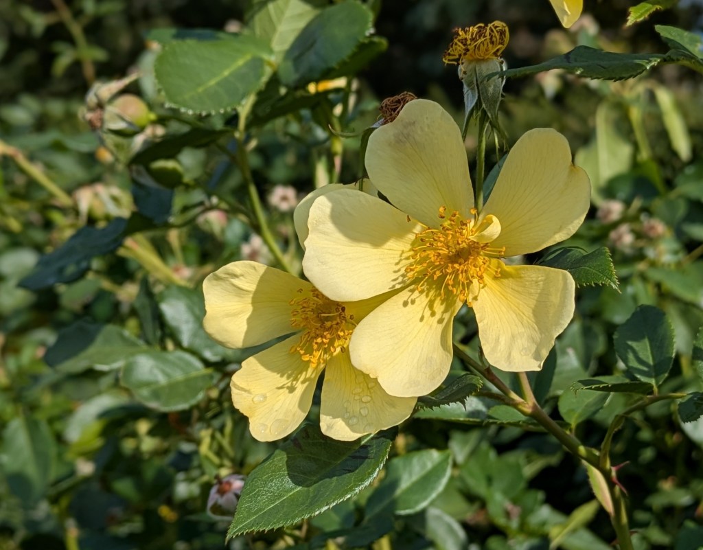 Roses. Greenwich Park, September 2025