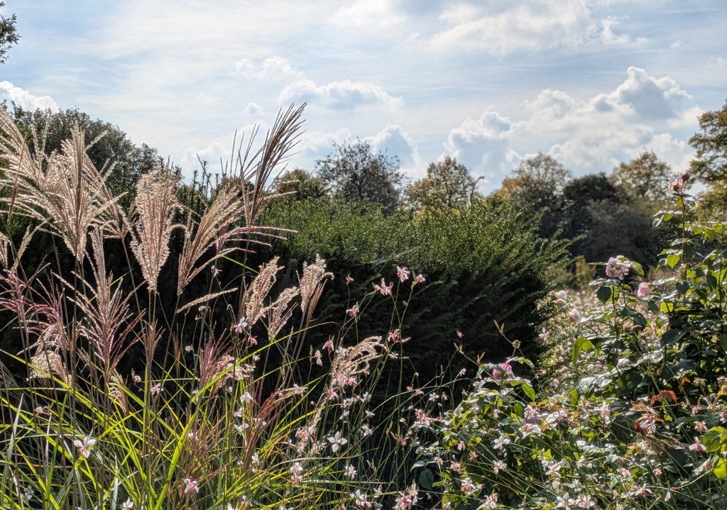 Grasses, Oenothera, roses and yew. Greenwich Park, September 2025