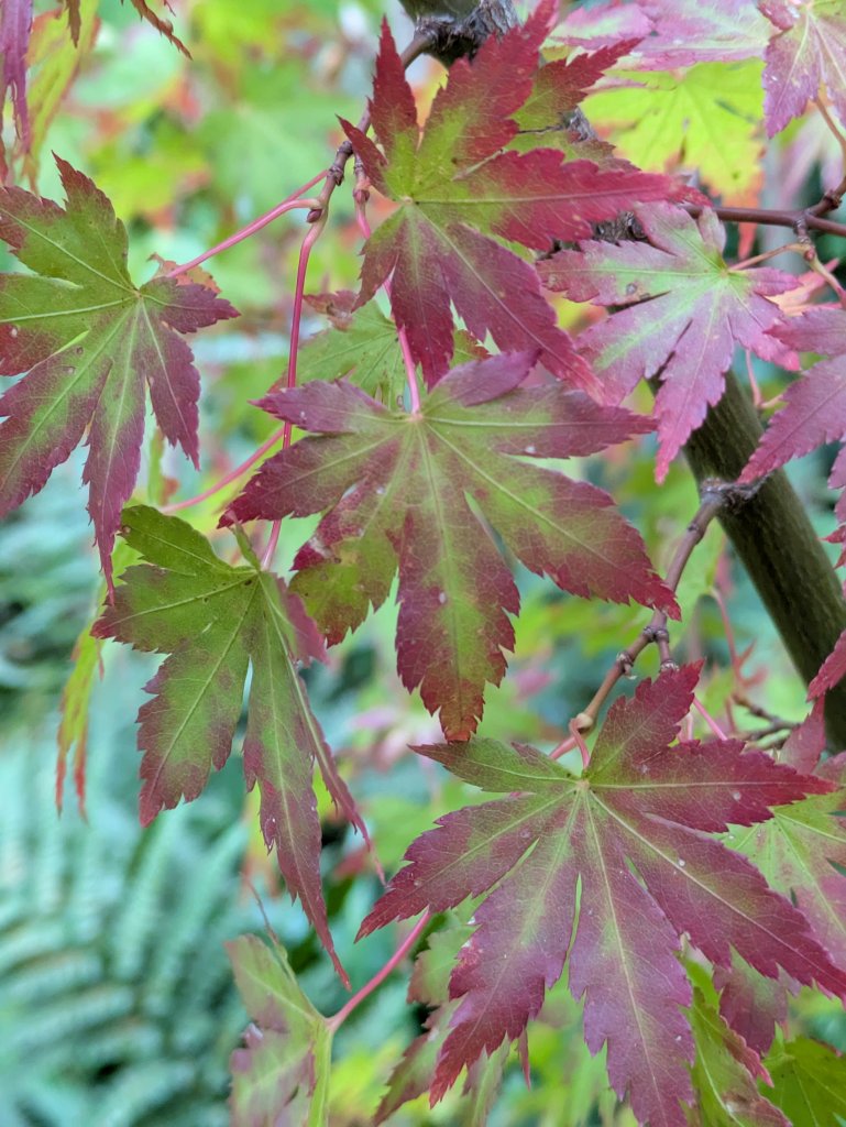 Acer 'Orange Dream' in Ali's garden, October 2025