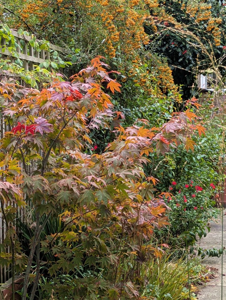 Acer palmatum 'Atropurpureum', Libertia peregrinans, Salvia 'Royal Bumble' and a Pyracantha borrowed from a neighbour... in Ali's garden, October 2025