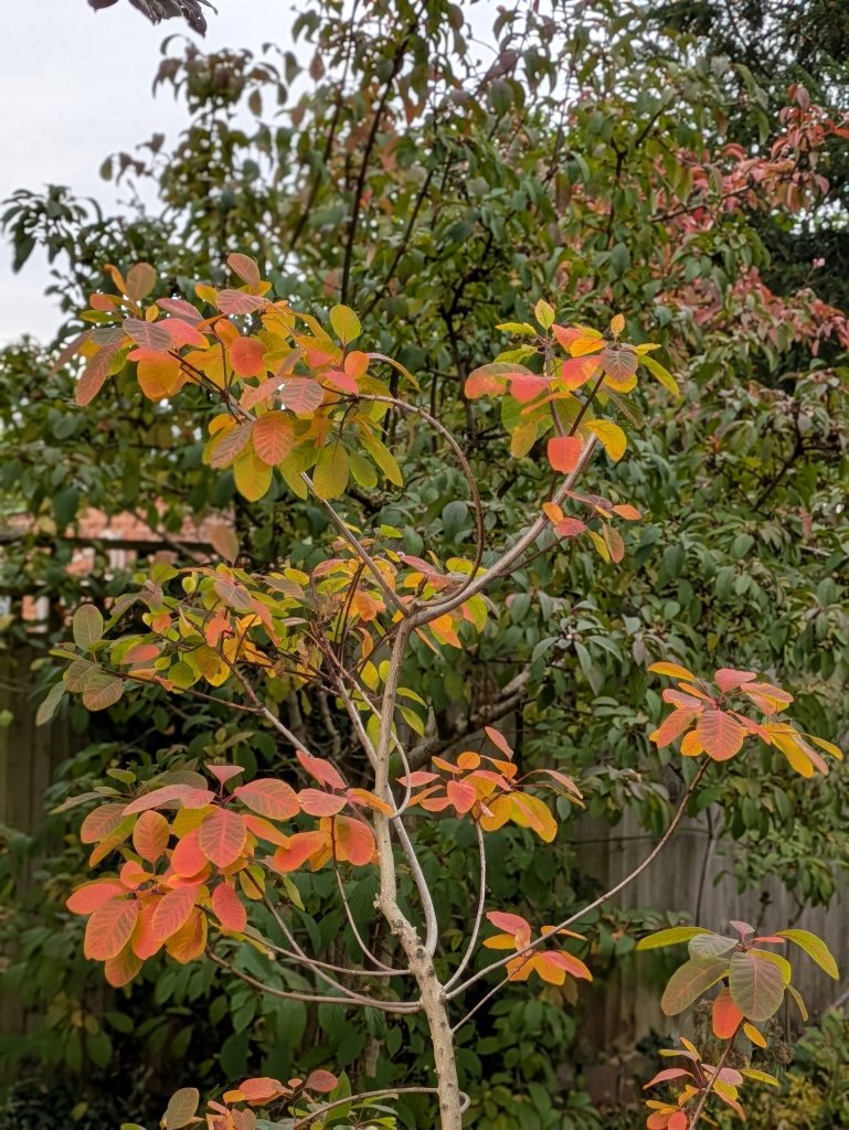 Cotinus 'Flame' and Viburnum bodnantense in Ali's garden, October 2025