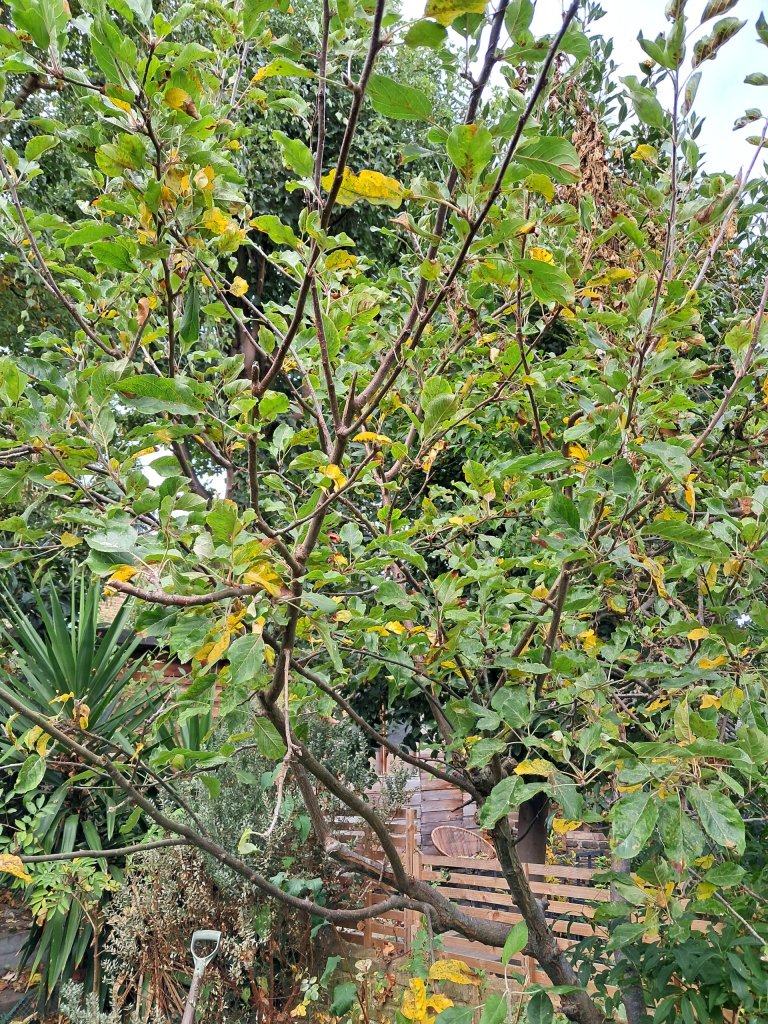 Autumn colour in Anastasia's garden, October 2025