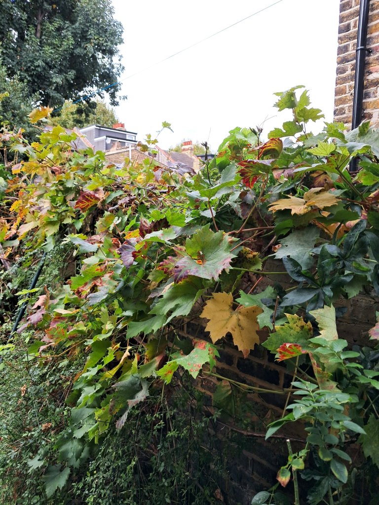 Autumn colour in Anastasia's garden, October 2025