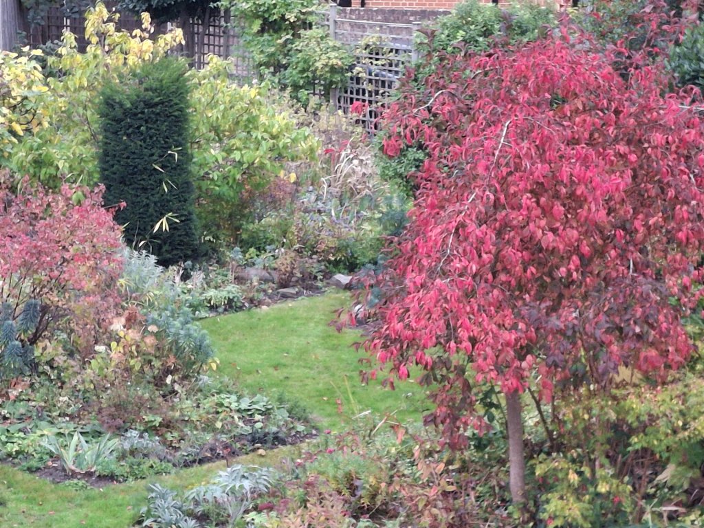 Euonymus 'Red Cascade' and lots of autumn colour in Annmarie's garden, October 2025