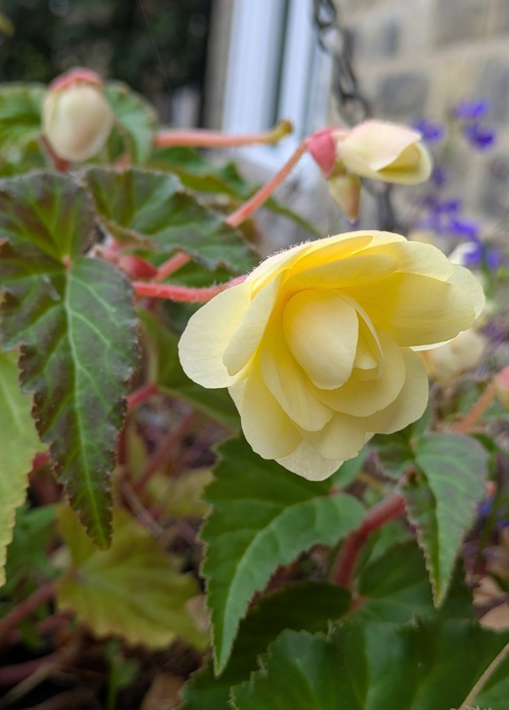 Begonia