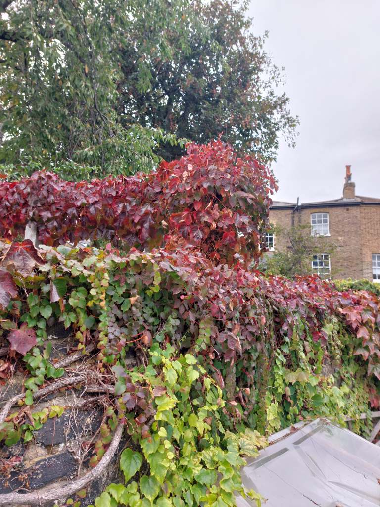 Boston ivy - Parthenocissus tricuspidata