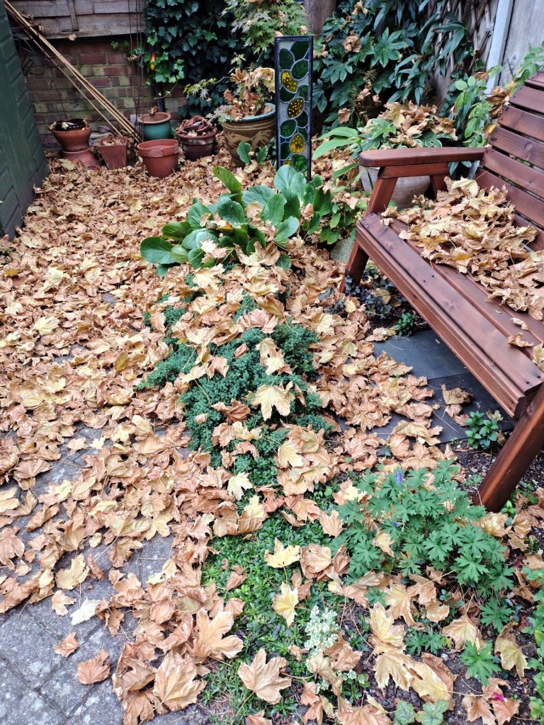 Autumn leaves in Carolyn's garden, October 2025