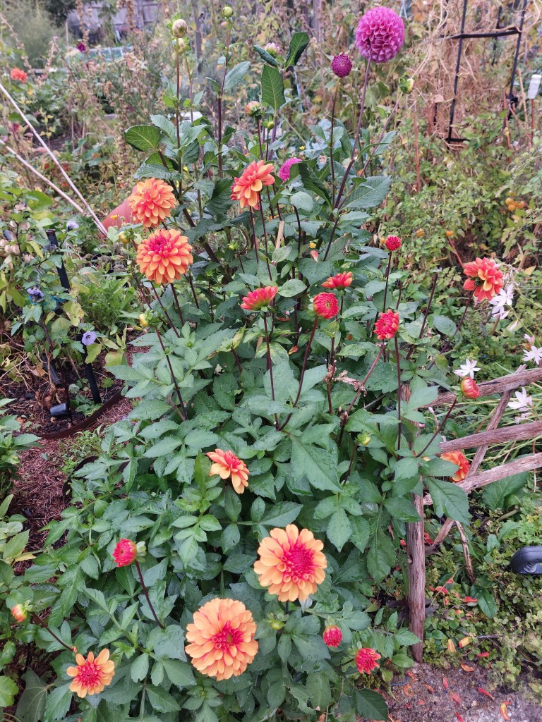 Dahlia 'American Sunset' and 'Caitlin's Joy'