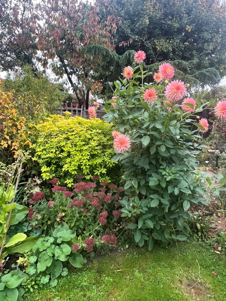 Choisya, Hylotelephium and Dahlia in Fran's garden, October 2025