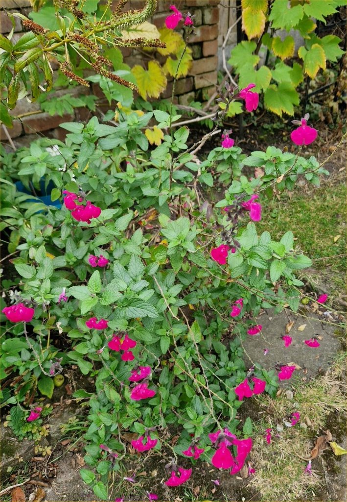 Colourful Salvia in Georgie's garden, October 2025