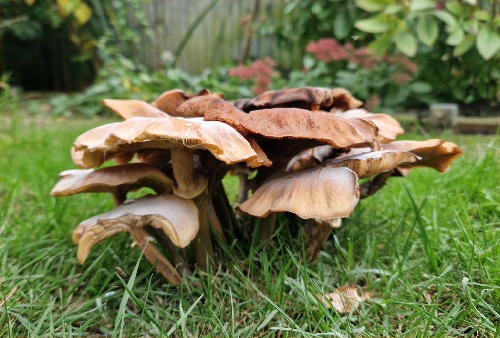 Fungi in Georgie's garden, October 2025