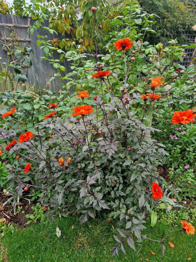 Colourful Dahlia in Georgie's garden, October 2025